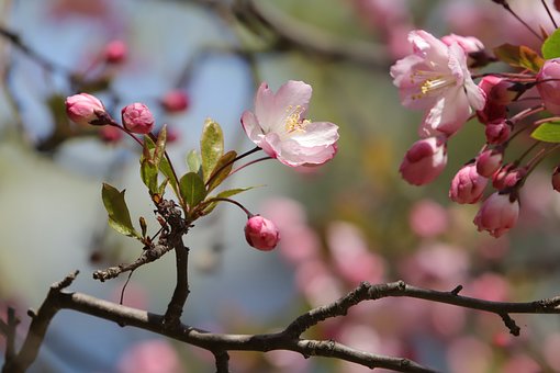 cherry-blossoms-7144310__340