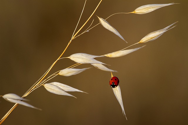 ladybug-6952412_640