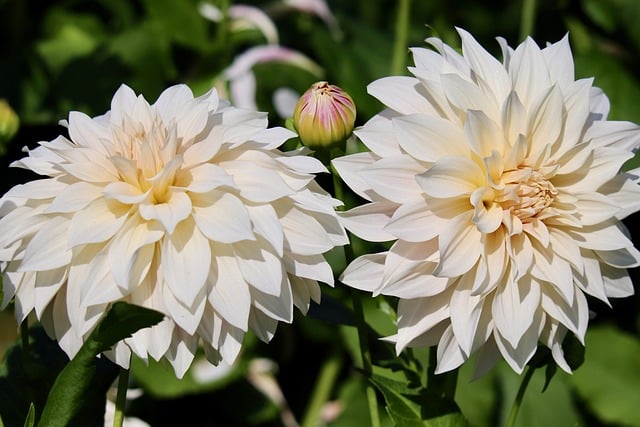 dahlias-8258327_640