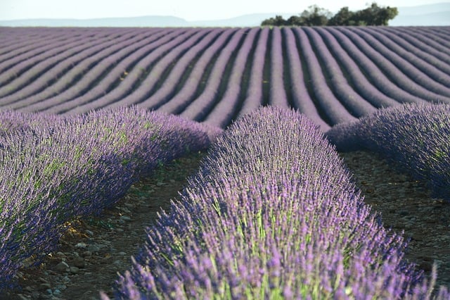 lavender-8490878_640