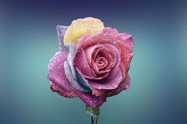 rose-729509_640