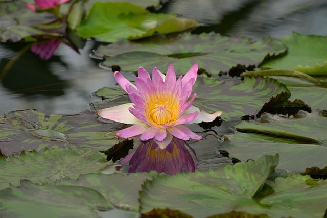 water-lily-8209830_640