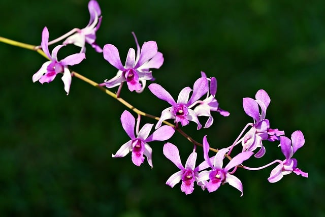 dendrobium-8050499_640