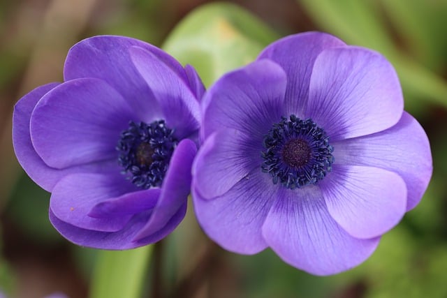 flower-7883961_640