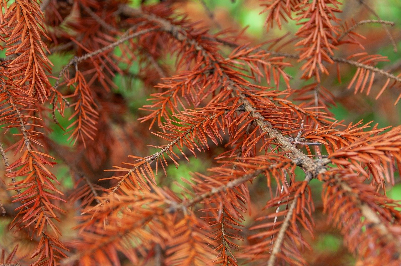 plant-8297610_1280