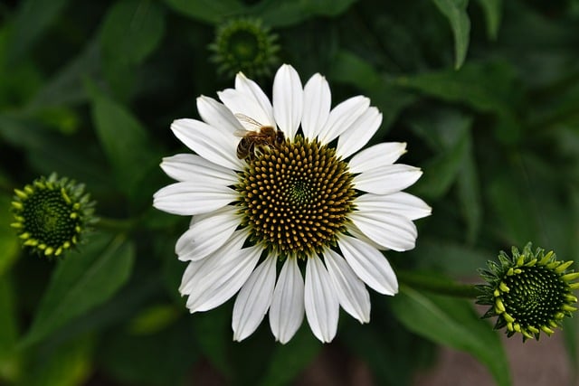 coneflower-8343278_640