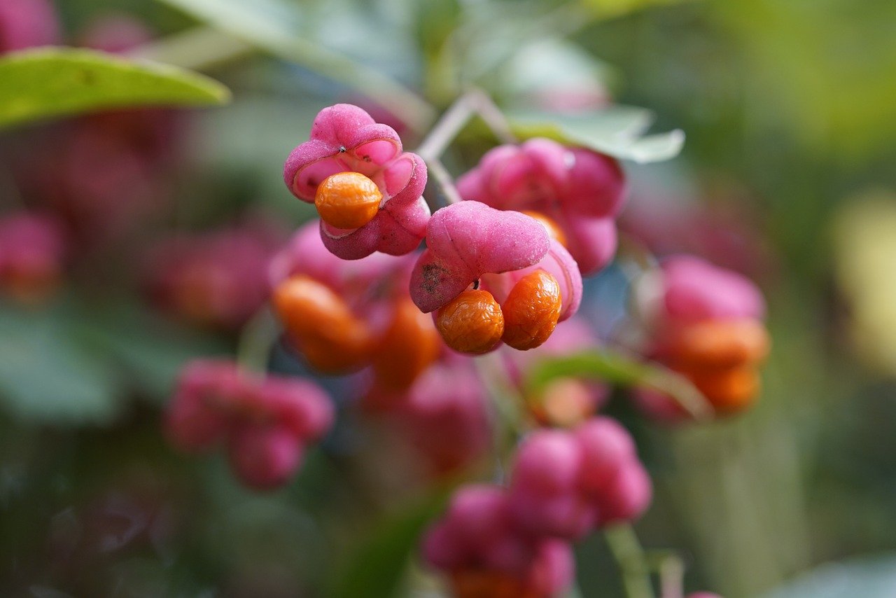 euonymus-europaeus-8353310_1280