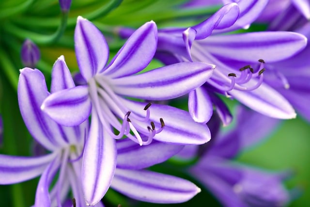african-lily-8255030_640